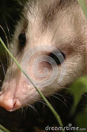 Close up of opossum face Stock Photo