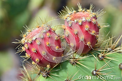Close up of Opuntia Monacantha pink flowers on cactus plant Stock Photo