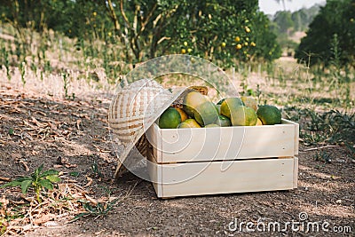 Close-Up of an Orange in a Basket With Straw Hat at Organic Farm, Agriculturist Occupation , Agriculture and Harvesting Concept Stock Photo
