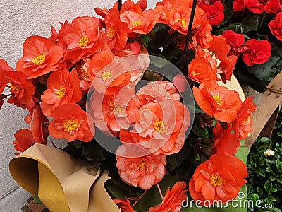 Close-up of orange begonia flowers Stock Photo