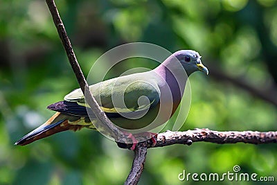 Orange-breasted Green Pigeon or Treron bicinctus Stock Photo