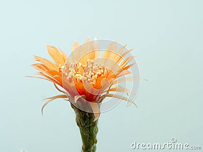 Close up Orange Cactus flower.Show detail of Flowers and petals Stock Photo