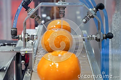 Close up orange citrus washing on conveyor belt at fruits automation water spray cleaning machine in production line of fruits Stock Photo