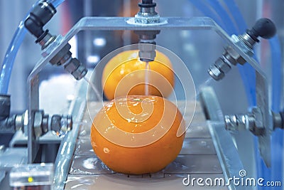 Close up orange citrus washing on conveyor belt at fruits automation water spray cleaning machine in production line of fruits Stock Photo