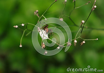 Close up an orange color spider that lays its eggs on the body of a dead insect preyed upon and wrapped in a spider web Stock Photo