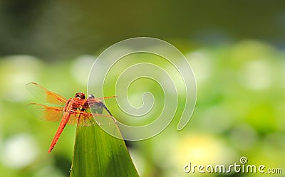 Close up of orange dragonfly by pond Stock Photo