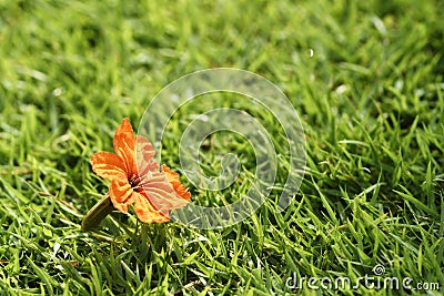 Close-up Orange flower bloom on green grass or sward. Stock Photo