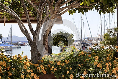 Close up of orange flowers and a tree with boats in background Stock Photo