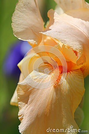 Close up of orange Iris blossom Stock Photo