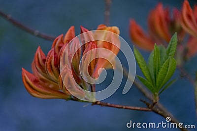 Close up of Orange Japanese azalea in bud with bluebells and blue forget-me-not in blue in the background Stock Photo