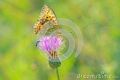 Orange nymphalidae butterfly Stock Photo