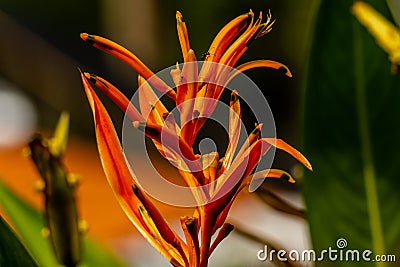 Close-up of orange parakeet flowers Stock Photo