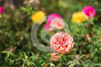 Close up orange Portulaca Stock Photo