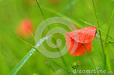 Poppy flower orange petal wet in green grass, spring season nature details Stock Photo