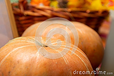 Close up of an orange seasonal pumpkin for fall or autumn time ready for decoration for Thanksgiving, Halloween and Fall festive Stock Photo