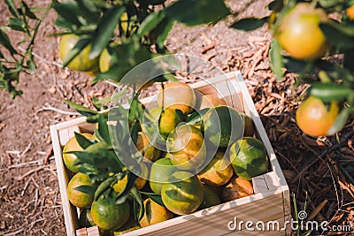 Close-Up of an Orange in Wooden Basket at Organic Farm, Agriculturist Occupation , Agriculture and Harvesting Concept Stock Photo