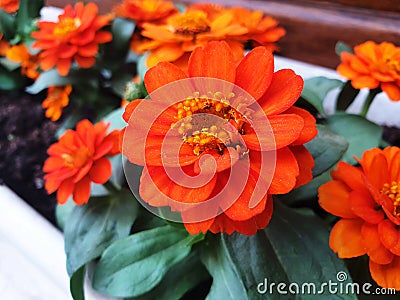 Close up of orange zinnia flowers Stock Photo