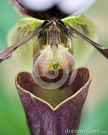 orchid flower paphiopedilum insigne Stock Photo