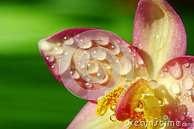 Close up orchid in garden, colorful flower Stock Photo