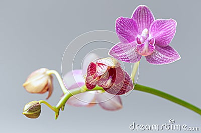 Close-up at orchids flower cluster. Stages of blooming, from unopened bud to fully opened and blooming flower. Orchidaceae Stock Photo