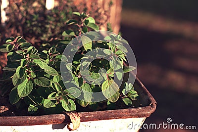 Oregano plant in a rusty grape harvest bucket Stock Photo