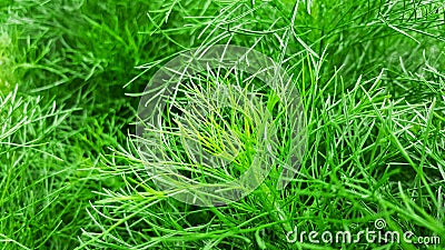 Close-up organic dill leaf green nature background Stock Photo