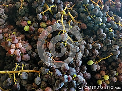 Close-up of Gorgeous Organic Grapes, Greens, Reds, Deep Purples, at Farmer`s Market Stock Photo