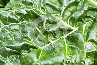 Close up of a organic and homegrown swiss chard leaf Stock Photo