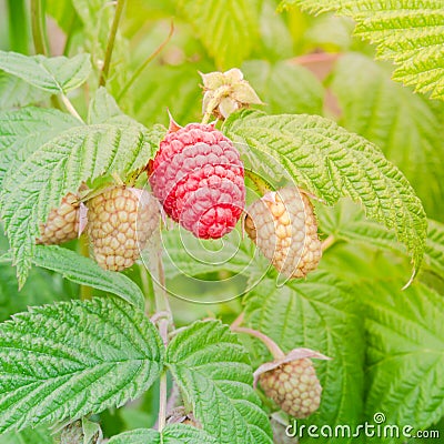 Organic ripe raspberry growing on tree in Washington, USA Stock Photo