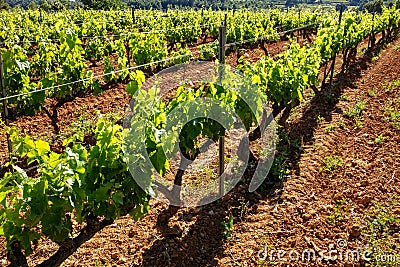Close up organic vineyard for viticulture. Stock Photo