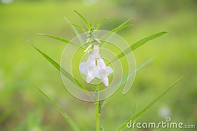 Close-up of organic white flower sesame with green leaf in field at summer. Herb vegetable plants growth in garden for healthy Stock Photo