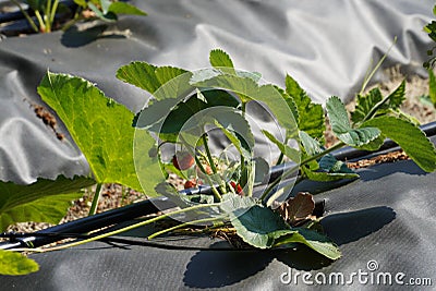 A close up of an organical big green potato bush with flowers on a garden bed growing in a private garden in spring and summer for Stock Photo