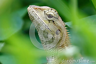 Close-up of an oriental garden lizard (Calotes versicolor) in green grass Stock Photo