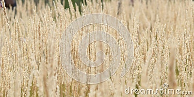 Close up of an ornamental cereal plant field with blurred foregound and background and focused middleground Stock Photo