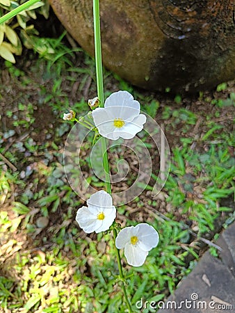 close up ornamental exotic flower echinodorus cordifolius blossom Stock Photo