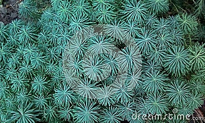 Close-up of ornamental plants like a Christmas tree. Rosettes of turquoise, thin as needles, leaves. Stock Photo