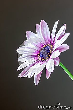 Close-up of a Osteospermum, or African daisy, flower. Purple, macro Stock Photo