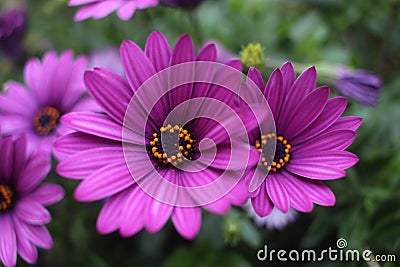 Close up Osteospermum violet African daisy flower Stock Photo