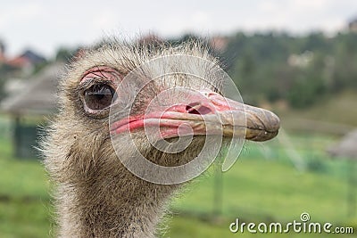 Close up ostrich head 2 Stock Photo