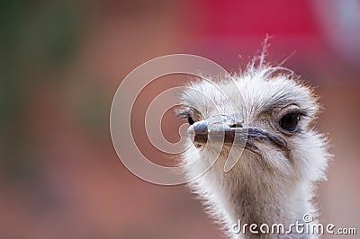 Close up of ostrich head Stock Photo