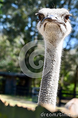 Close-up of a Ostrich Head and Neck Stock Photo