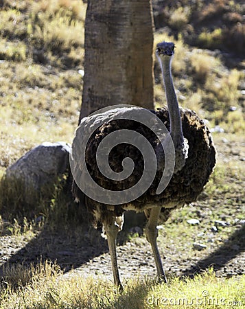 Close up of an Ostrich Stock Photo