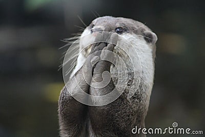 Otter playing with rock Stock Photo
