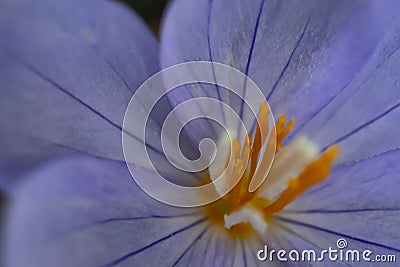 Close up outdoor purple wild flower Stock Photo