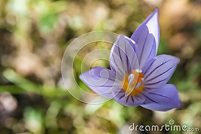 Close up outdoor purple wild flower Stock Photo