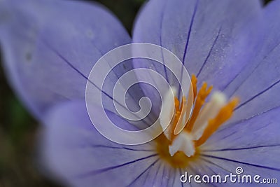 Close up outdoor purple wild flower Stock Photo