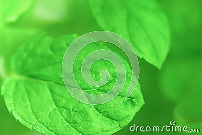 Close up outdoors shot of peppermint leaves Stock Photo