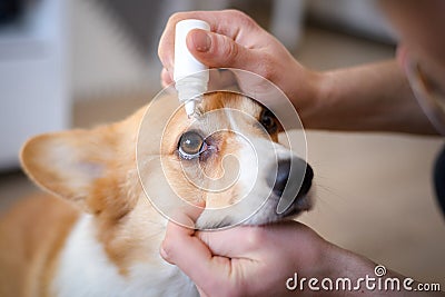 Close-up of an owner applying eye drops in dog`s Eye Stock Photo