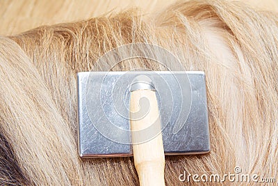 Close up of owner combing long hair of dog at home Stock Photo