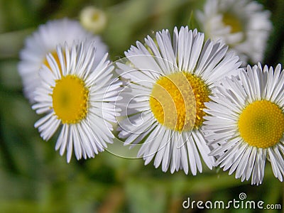 Close up of oxeye daisies. Stock Photo